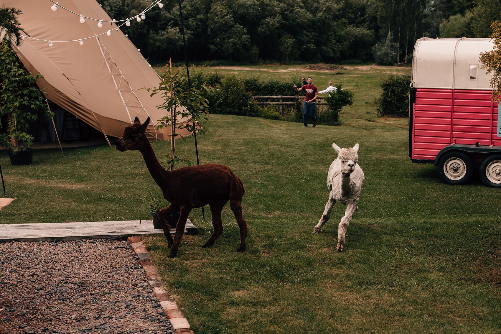 documentary wedding photography alpacas